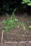 3.4. 2007 - Něco žlutého (už si nepamatuji jméno, ale teď jsem si všiml, že to kolem JAISTu hojně roste v lese na stráních)