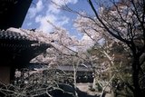 3.4. 2007 - Chrám Nanzen-ji v Kjótu, i zde kvetou sakury