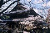 3.4. 2007 - Chrám Nanzen-ji v Kjótu, samozřejmě se sakurami (mou novou pětatřicítkou)