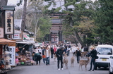 4.4. 2007 - Nara, přístup k největší atrakci, chrámu Todai-ji