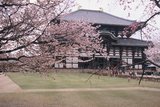 4.4. 2007 - Nara, chrám Todai-ji, tentokrát za sakurami