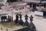 4.4. 2007 - Nara, sakury a lampy pod chrámem Nigatsu-dó