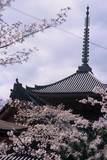 5.4. 2007 - Kjóto, chrám Kiyomizu-dera, pagoda mezi sakurami