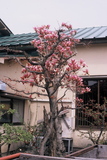 7.4. 2007 - Tsurugi, fialová magnólie
