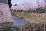 8.4. 2007 - Kanazawa, i v tady máme sakury