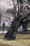 8.4. 2007 - Kanazawa, taky jedna pěkná sakura