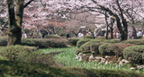 8.4. 2007 - Kanazawa, zahrada Kenrokuen, nějaké sakury se přece najdou.