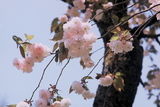 28.4. 2007 - V parku v Tsurugi na mne ještě ty sakury zbyly, tohle je zase jiný druh. 