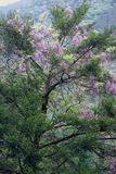 5.5. 2007 - Ještěže u té přehrady tak pěkně kvetou borovice.
