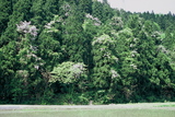 12.5. 2007 - I v údolí řeky Tedori za Tsurugi pěkně kvetou cedry.