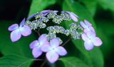 17.6. 2007 - Hortenzie, přesněji<em>Hydrangea macrophylla 'veitchii'</em> 