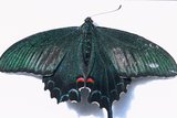 20.6. 2007 - <em>Papilio maackii</em> (Miyama-Karasu-ageha)