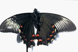 20.6. 2007 - <em>Papilio maackii</em> (Miyama-Karasu-ageha)