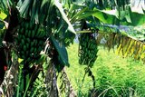 29.6. 2007 - Okinawa, banánovník v Naze