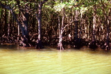 1.7.2007 - Iriomote-jima, mangrovníky na řece Urauči (nic moc, ale byly ve stínu a loď jela moc rychle)