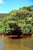 1.7.2007 - Iriomote-jima, řeka Urauči