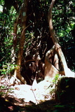 1.7.2007 - Iriomote-jima, prales okolo řeky Urauči