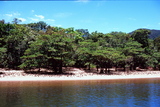 1.7. 2007 - Iriomote-jima, mangrovníky na řece Urauči