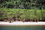 1.7. 2007 - Iriomote-jima, mangrovníky na řece Urauči