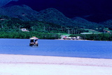 2.7. 2007 - Iriomote-jima (Yubu-jima), buvol táhnoucí vůz k Yubu-jimě