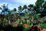 2.7. 2007 - Iriomote-jima (Yubu-jima), botanická zahrada