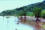 2.7. 2007 - Iriomote-jima, mangrovníky na pobřeží poblíž Yubu-jimy