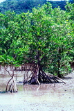 2.7. 2007 - Iriomote-jima, mangrovníky na pobřeží pohlíž Yubu-jimy