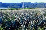 2.7. 2007 - Iriomote-jima, ananasová plantáž