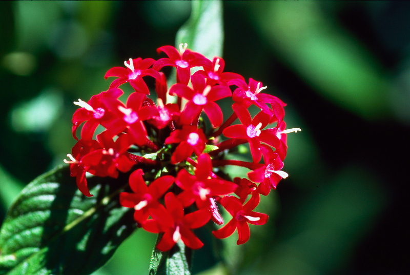 2.7. 2007 - Iriomote-jima (Yubu-jima), botanická zahrada