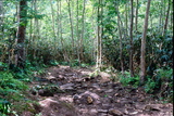 6.7. 2007 - Hókkaidó, Niseko, březový les cestou na Niseko Annupuri (1308m)