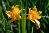 7.7. 2007 - Hókkaidó, Niseko, lilie <em>Hemerocallis yezoensis</em> čili žlutá denní lilie na mokřadech Ójači