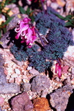 16.7. 2007 - Hókkaidó, Daisetsu-zan, <em>koma kusa</em>, čili <em>dicentra peregrina</em> na vrcholu Mamiya-dake (2185m)