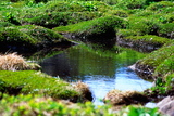 18.7. 2007 - Hókkaidó, Daisetsu-zan, horská zahrádka pod Tomuraushi-yamou (2141m)