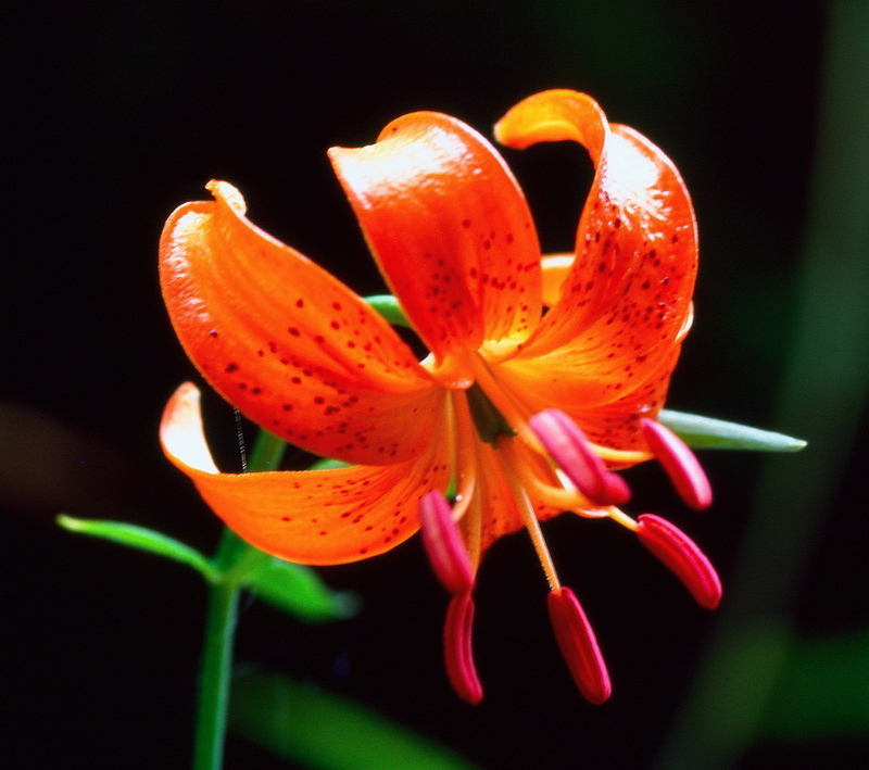 22.7. 2007 - Hókkaidó, Rebun-tó, <em>ezosukashiyuri</em>, čili <em>lilium maculatum</em>