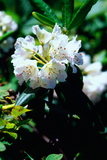 1.8. 2007 - Haku-san, rododendron pod vrcholem