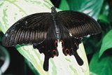 Tsurugi, muzeum hmyzu, Papilio polyctor