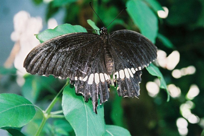 Tsurugi, muzeum hmyzu, Papilio polytes