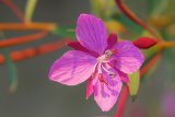 Vrbovka úzkolistá (<em>Epilobium angustifolium</em>)