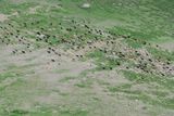 14.7. 2008 - Letecký pohled na kozí stádo