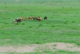 14.7. 2008 - Mongolsko je koňský ráj