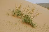 17.5. 2008 - Chongorin Els čili Zpívající duny. I na pískovišti roste tráva.
