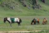 23.7. 2008 - Terchín Cagán núr. A ten Honzův kůň ne a ne žrát, prostě jen stál a ani se nehnul.