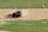 26.7. 2008 - Když je vedro, koně hledají stín všude.