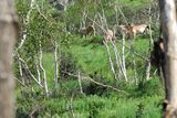 28.7. 2008 - Chustain churú. Národní park, kde znovu žijí divoce koně Przewalského (neboli „tachi”).
