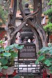 30.7. 2008 - Peking, Zakázané město. Císařské zahrady.