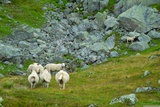 Ovce, které jsme cestou nezřídka potkávali.