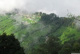 Čajové plantáže na svazích kolem Darjeelingu.