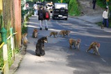 Darjeeling. Opičky na ulici.