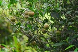 Darjeeling. Plody čajovníku se semínky uvnitř.