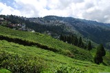 Darjeeling. Za čajovou plantáží je ve svahu město Darjeeling, jak vidno, rozkládá se na horském hřebenu ve výšce asi dvou kilometrů. To činí podnebí zde snesitelnější než dole.